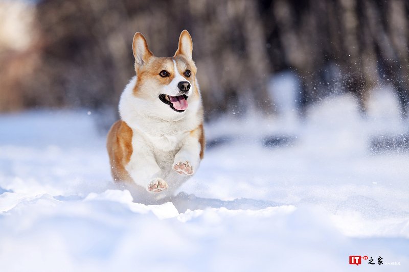 从小培养爱心,你需要这条黑科技 “汪星人” | 生活方式