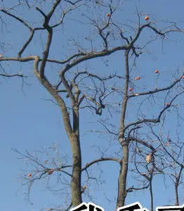 _猜迷人游戏_你猜猜 Rust,为什么它那么迷人?